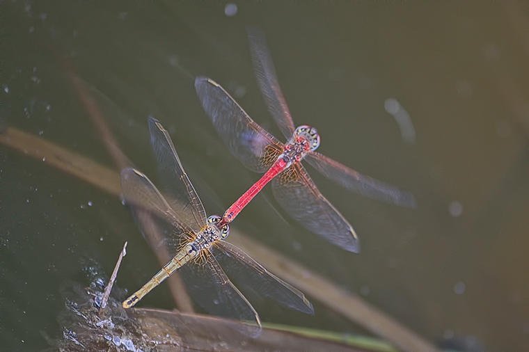 Sympetrum  fonscolombii  (tandem in deposizione)